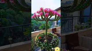 Beautiful Cactus Flowers #flowers #beauty