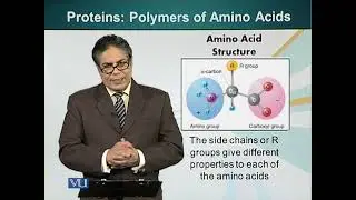 Proteins: Polymers of Amino Acids | Cell Biology | BIO5105_Topic010
