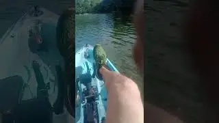 Kayak Perception Pescador Pilot , Pescando y pedaleando en Lago de Patillas Barrio Mar&iacute;n 