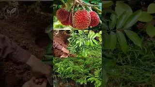 പുലാസൽ നടും മുൻപേ അറിയേണ്ട കാര്യം Pulasan Fruit Plant #pulasan #fruitplant