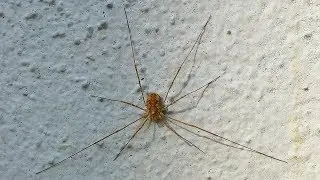 Sek&aacute;č rohat&yacute; - Phalangium opilio (Phalangium opilio)