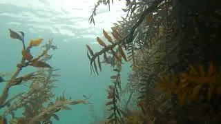 Worser Bay Dock Unbaited Drop 101124