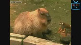 Monkeys Can Be Jerks   Best Funny Videos Compilation   YouTube