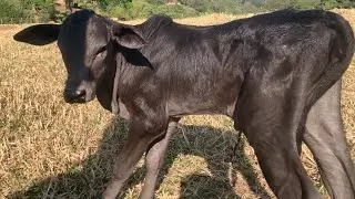 Novilha Cinzetinha pariu uma bezerrona