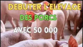 comment se lancer facilement dans l'&eacute;levage des porcs avec 50 000