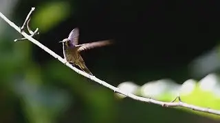 Colombia is a bird-watching paradise