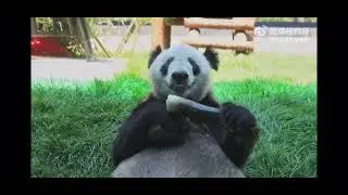 YaYa is getting chubby! | Having breakfast in the yard | Warm sunshine, Yummy shoots, and Happy bear