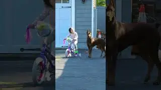 « Instinct de protection : le Dobermann entre en action »