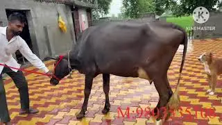 #cow #baffalo #cow #baffalo #dairyfarm #brarandsandhudairyfarm 