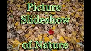 Picture Slideshow of Nature