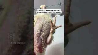 Забой 15 дневных Кобб 500