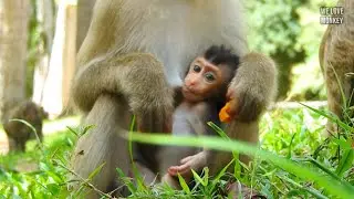 Cute Baby Monkey Rex Don't Crying And Angry Mommy Rose too Much, Mom Rose Loves Rex And Feeding Rex