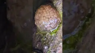 Mystery egg sack in my aquarium. I think they're snails....? #aquarium #aquariumfish