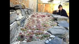 Our outdoor Succulents - Sempervivums survived the long Winter months