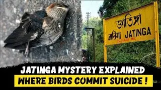 Birds mass suicide mystery jatinga village explained. The place where birds come for sucide in group
