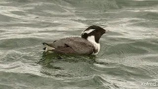 MEGA WP: Ancient Murrelet - Spain 🐦🎥