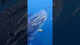 What animal has the biggest population in the world  #facts