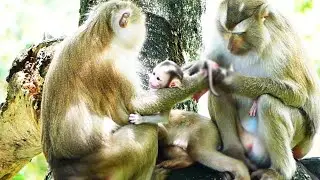Million heartbreak!, tiniest Monaco baby is pulled tightly mother Molia and female monkey