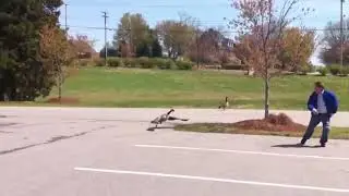 कबड्डी कबड्डी कबड्डी🤣🤣😂 - Angry Bird attacking Human -Funny animals fails #shorts