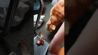 Trying to Give Miz Man Some Enrichment Activities #cat #play