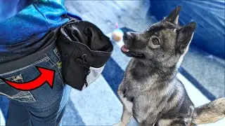 The Ultimate Dog Training Treat Pouch!