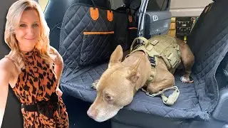 AlfaTok Dog Car Seat Cover Review + Demo