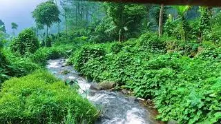 Flowing Stream Water Sounds | Natural River Ambience for Sleep