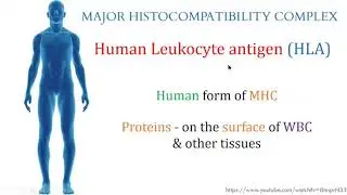 BTH202 MHC and HLA types