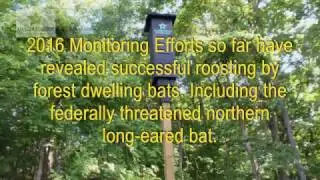 AllStar Ecology: Bats - Rocket Box Emergence (2016-06-15)