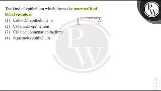 The kind of epithelium which forms the inner walls of blood vessels is....