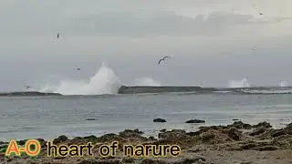 Scenes of sea rage