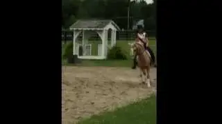 Balenciaga - Palomino Lusitano Dressage Mare for Sale