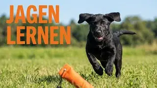 Spielaufbau - Chasing Game mit Labrador Welpe Rogan