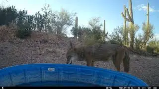 Hey Coyote, don&rsquo;t pee where you drink!
