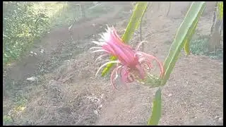 AX dragon fruit plants