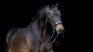 Levistrade (Guardian S x Jazz) 10yo mare