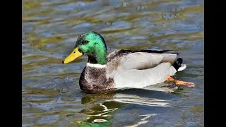 🦆 Peaceful Duck Moments in Nature | Relaxing Wildlife Footage