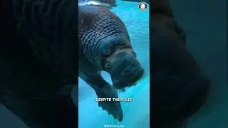 Моржи 🦭 &mdash; бивневые гиганты Арктики!