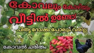 കോവൽ വളർത്താൻ ഇനി മടിക്കരുത് 