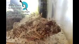 Animal Feeding Spotlight - Igneous the California Scorpionfish!