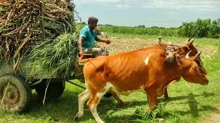 New young Bullock cart mud riding // Bullock cart  sugarcane heavy load pulling // #cow #cowboy