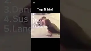 Top 5 bird #content #usa #memes #funny #edit #fypyoutube #fyp #foryou #foryoupage