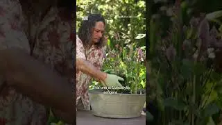 Make Your Own Wildflower Pot! | Gardening Australia