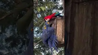 Cutest Blue Macaw Moments &ndash; Hyacinth Macaw Being Adorable! #trending