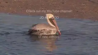 Brown Pelicans: Diving for Fish--NARRATED