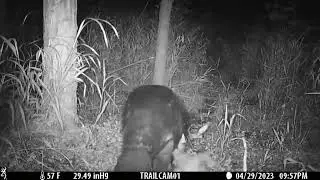 Feral Hog and Friends