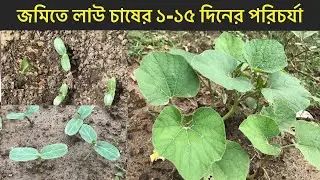 লাউ চাষের ১-১৫ দিনের পরিচর্যা। উন্নত জাতের লাউ চাষ। bottle gourd planting | Lau plant |