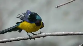 Colorful Bird Perching on Branch.@ColorfulBird @colorfulbirdsanimals9936 @BirdTricks