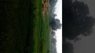 Kurkihar Attack by bear
