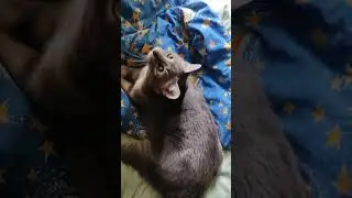 Серый ИГРУН #cat #catlover #play #toy